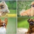 7 rasa pasa koji ostaju mali zauvek: Idealni ljubimci za stan i lak život