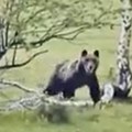 (Video) Medvedi sve češći u ivanjičkom kraju, došli ljudima do kuća: "Zabrinuti smo"