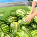Lubenica je idealna za leto, ali nije za svakoga: Stručnjaci upozoravaju kome može da šteti