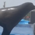 Izašla da "prošeta" Ženka morskog lava nakratko pobegla iz svog bazena usred poplava u Njujorku (foto/video)