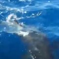 Krvoločni ubica protiv morske nemani Borba na život i smrt rešena za sekund (video)