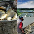 Raspisan konkurs pokrajinskog sekretarijata za poljoprivredu Za nove ribnjake Vojvodina daje 20 miliona dinara