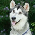 Četvorogodišnji haski postao heroj Kopao rupu u dvorištu i otkrio neverovatnu opasnost - mogao je da nastrada ceo komšiluk!