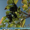 Cvet divlje zove od pamtiveka se koristi u narodnoj medicini