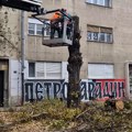 Počela seča stabala u drvoredu u ulici Dimitrija Tucovića, jednog od simbola Novog Sada