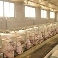 Poznato gde su trenutno najveća žarišta afričke kuge u Srbiji: Situacija je ozbiljna, ali pod kontrolom