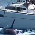 (Video) Kitovi ubice potopili brod kod Španije! Panika kod Galicije: Uništen brod od 14 metara, ljudi dozivali upomoć