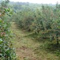Ministarka poljoprivrede najavila inspekcijske kontrole tokom otkupa višnje na jugu Srbije