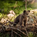 Mladunče medveda pronađeno na ulazu u prihvatilište u Crnoj Gori, pretpostavlja se da je gajeno kao kućni ljubimac
