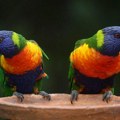 Posle lavice kiki nađeni papagaji Subotičanin ilegalno držao zaštićene papagaje