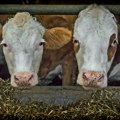Proizvođači mleka traže ispunjenje obećanja o subvencijama po grlu