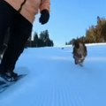 Drama na Kopaoniku Pas krvnički ugrizao skijaša dok se spuštao niz padinu, pojurio ga čitav čopor! (video)