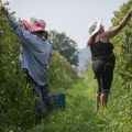 Milinko uzeo napušteno imanje, sredio, okrečio voćke, a onda je došao vlasnik: "Bilo reč na reč, tako sam i proš'o"