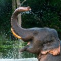 "Vi više volite slonov nego ljude" Predsednik Bocvane osuo paljbu po Evropljanima
