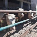 Jablan i Robi, dva bika teška po 1.500 kilograma, na Poljoprivrednom sajmu