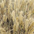 Cena pšenice na svetskim berzama raste – hoće li biti zarade za proizvođače u Srbiji ove godine