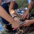 Naši orlovi nisu razočarali: Povećava se populacija krstaša, ptice koja krasi nacionalni grb Srbije
