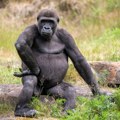 Zabrinutost u zoološkim vrtovima: Gorile su se "navukle" na mobilne telefone