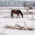 Fotoreporter monda Uroš Arsić osvojio drugo mesto na Internacionalnom festivalu reportaže i medija