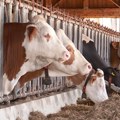 Mlekari i stočari traže hitan sastanak sa ministrom poljoprivrede