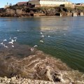 Др Пауновић: Нови Сад и Београд више немају функционалне пречишћиваче отпадних вода