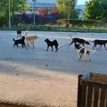 Čopor pasa lutalica usmrtio jagnje u dvorištu domaćina