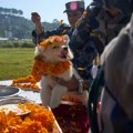 Nepal slavi praznik posvećen psima: Dva dana uživanja za čovekove najbolje prijatelje (FOTO)