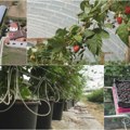 (Foto) plastenik kao adut za malinare u zimske dane Cena veseli proizvođače, a dnevnica berače
