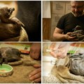 MONDO na "babinama" u Beo zoo vrtu: Prvi pelikan rođen posle tri decenije, nema ime i ima ogroman apetit