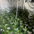 U stanovima napravio laboratorije marihuane Velika akcija policije na Zvezdari, pronađeno 350 biljaka kanabisa (foto)