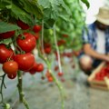 Све више је купујемо и скупо плаћамо: Зашто здрава храна толико кошта и ко на њој заправо зарађује?