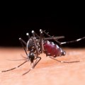 Kako da se odbranimo od komaraca – došli su ranije, kiša im prija, a prskanje je nemoguće