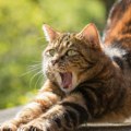 "Više hiljada" uginulih mačaka na Kipru, stručnjaci upozoravaju na novi soj mačjeg koronavirusa