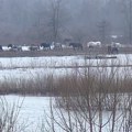 Konji i krave zatočeni na Krčedinskoj adi dobili hranu, sutra evakuacija skelom