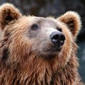 Medved upao na sahranu u Rumuniji Meštani vrištali i bežali