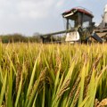 Skočile cene žitarica na Produktnoj berzi! Jagma vlada za jednom biljnom kulturom koja čini polovinu ukupnog prometa, evo i…
