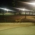 Divlja zver snimljena u parku u prijepolju: Mnogi su oduševljeni, ali stručnjaci upozoravaju! "Kada su umiljate i mirne…