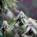 Legalizacija kanabisa u medicinske svrhe u Bosni: 'Da zaspim bar tri noći mesečno'