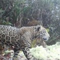 Honduras: retka vrsta jaguara snimljena prvi put za skoro deset godina