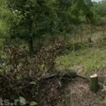 Božidar (85) došao u voćnjak i zatekao horor: Sve što je stvarao ceo život nečija obest je uništila za noć