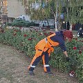Jesenje uređenje Niša, sadnja lala i briga o javnim površinama