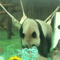 DŽINOVSKA PANDA PROSLAVILA rođendan uz tortu sa pet spratova! U šangajskom zoo vrtu prava žurka, a evo zašto je zovu "bele…