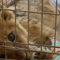 Tužne vesti: Uginula lavica Kiki, posle 15 dana borbe