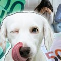 Ovaj pas je imao najskuplji obrok na svetu: "Pojeo" 3.660 evra koje su vlasnici namenili za radove u kući