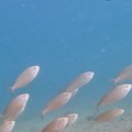 Podvodna kamera u Šibeniku snima mnogo više od samo lepih prizora (VIDEO)