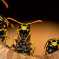 Ose su postojale i pre dinusaurusa! U Švajcarskoj pronađen najstariji fosil ovog insekta na svetu