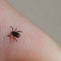 Kako zaštititi kućne ljubimce od krpelja