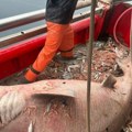 Izvukli grdosiju od 400 kila: Neobičan ulov na Jadranu zaprepastio svet: "Imao je 4 metra" (foto, video)