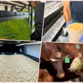Ova trava poraste za osam dana, a krave je halapljivo jedu: Hranljivija je od prave i donosi velike uštede