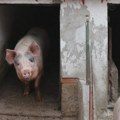 Uvedene mere zaštite zbog pojave afričke kuge u Obrenovcu i Paliluli